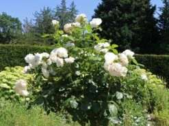 Edelrose 'Annapurna' -Angebote Blumen Takt Store edelrose annapurna m069580 w 3