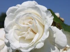 Edelrose 'Annapurna' -Angebote Blumen Takt Store edelrose annapurna m069580 w 4