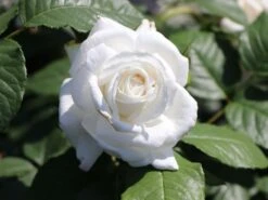Edelrose 'Annapurna' -Angebote Blumen Takt Store edelrose annapurna m069580 w 6