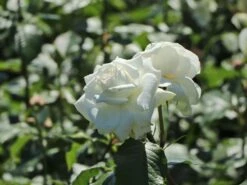 Edelrose 'Annapurna' -Angebote Blumen Takt Store edelrose annapurna m069580 w 7