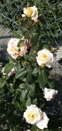 Edelrose 'Aquarell' ® -Angebote Blumen Takt Store edelrose aquarell m054911 1385065 1