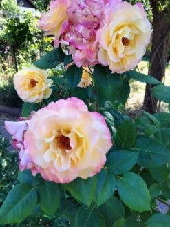 Edelrose 'Aquarell' ® -Angebote Blumen Takt Store edelrose aquarell m054911 615954 0