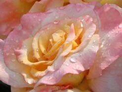 Edelrose 'Aquarell' ® -Angebote Blumen Takt Store edelrose aquarell m054911 w 12