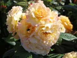 Edelrose 'Aquarell' ® -Angebote Blumen Takt Store edelrose aquarell m054911 w 7