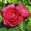 Edelrose 'Ascot' ®