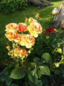 Edelrose 'Ashram' ® 32 Edelrose 'Ashram' ® -Angebote Blumen Takt Store edelrose ashram m005844 288178 0