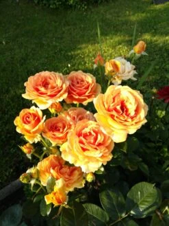 Edelrose 'Ashram' ® 31 Edelrose 'Ashram' ® -Angebote Blumen Takt Store edelrose ashram m005844 288178 1