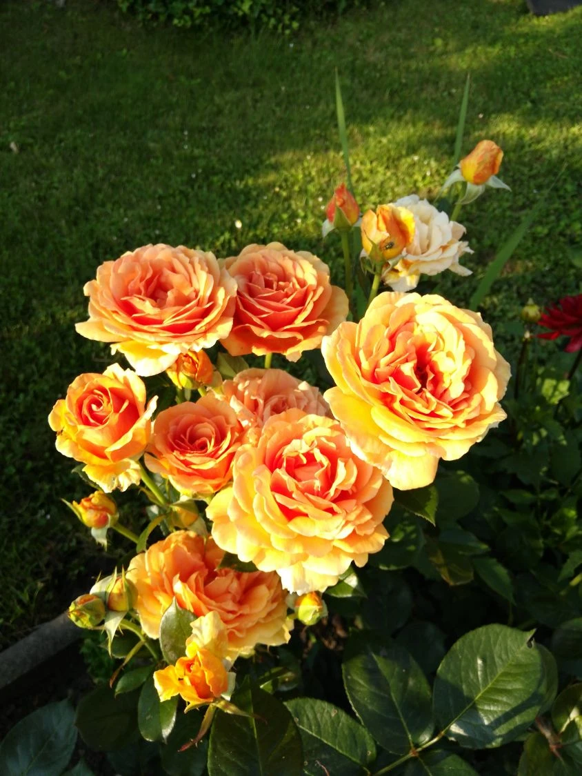 Edelrose 'Ashram' ® 14 Edelrose 'Ashram' ® – Bild 12