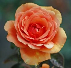 Edelrose 'Ashram' ® 34 Edelrose 'Ashram' ® -Angebote Blumen Takt Store edelrose ashram m005844 772888 0