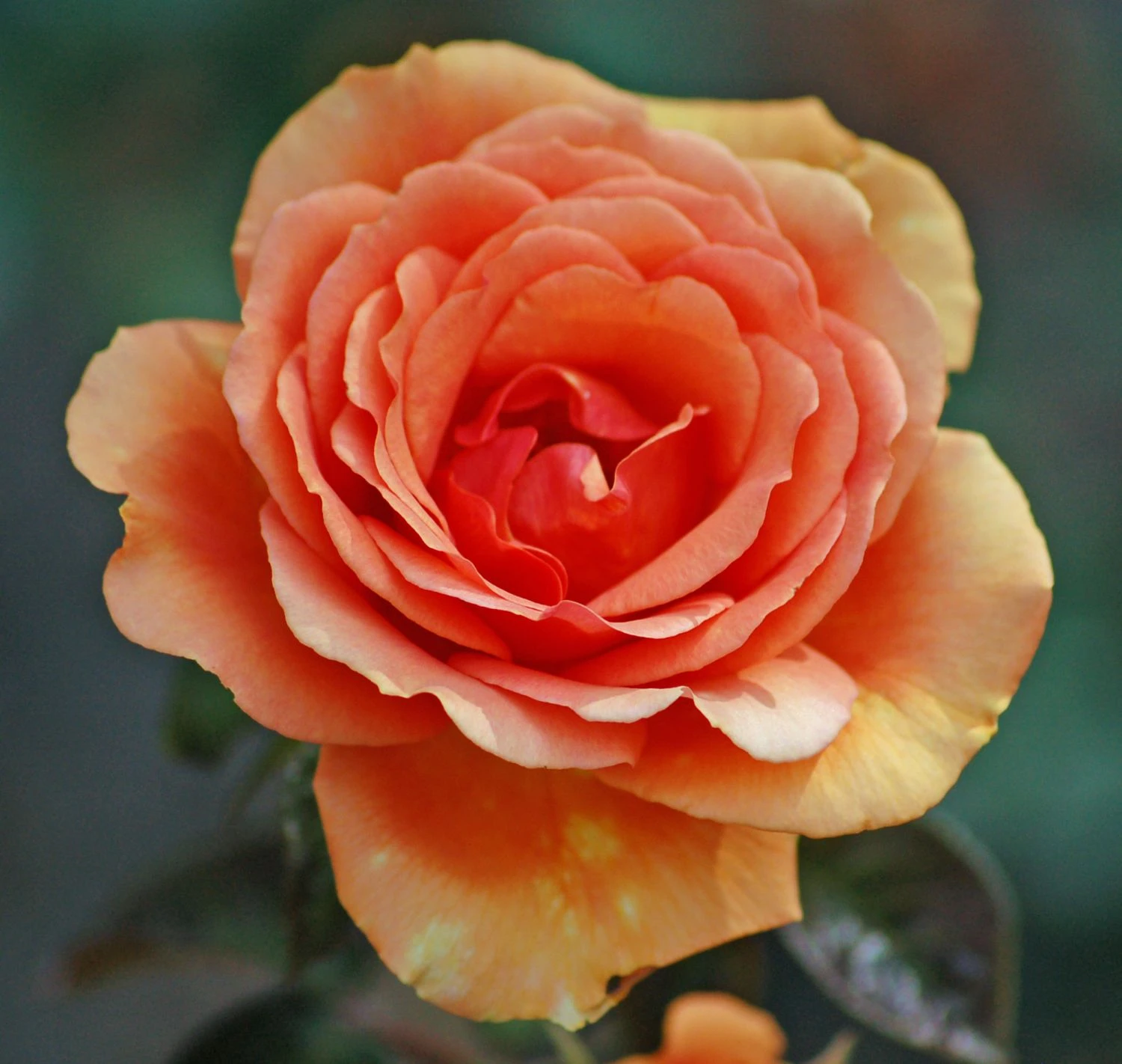 Edelrose 'Ashram' ® 17 Edelrose 'Ashram' ® – Bild 15