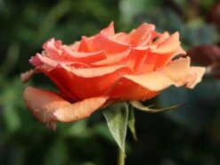 Edelrose 'Ashram' ® 30 Edelrose 'Ashram' ® -Angebote Blumen Takt Store edelrose ashram m005844 w 1