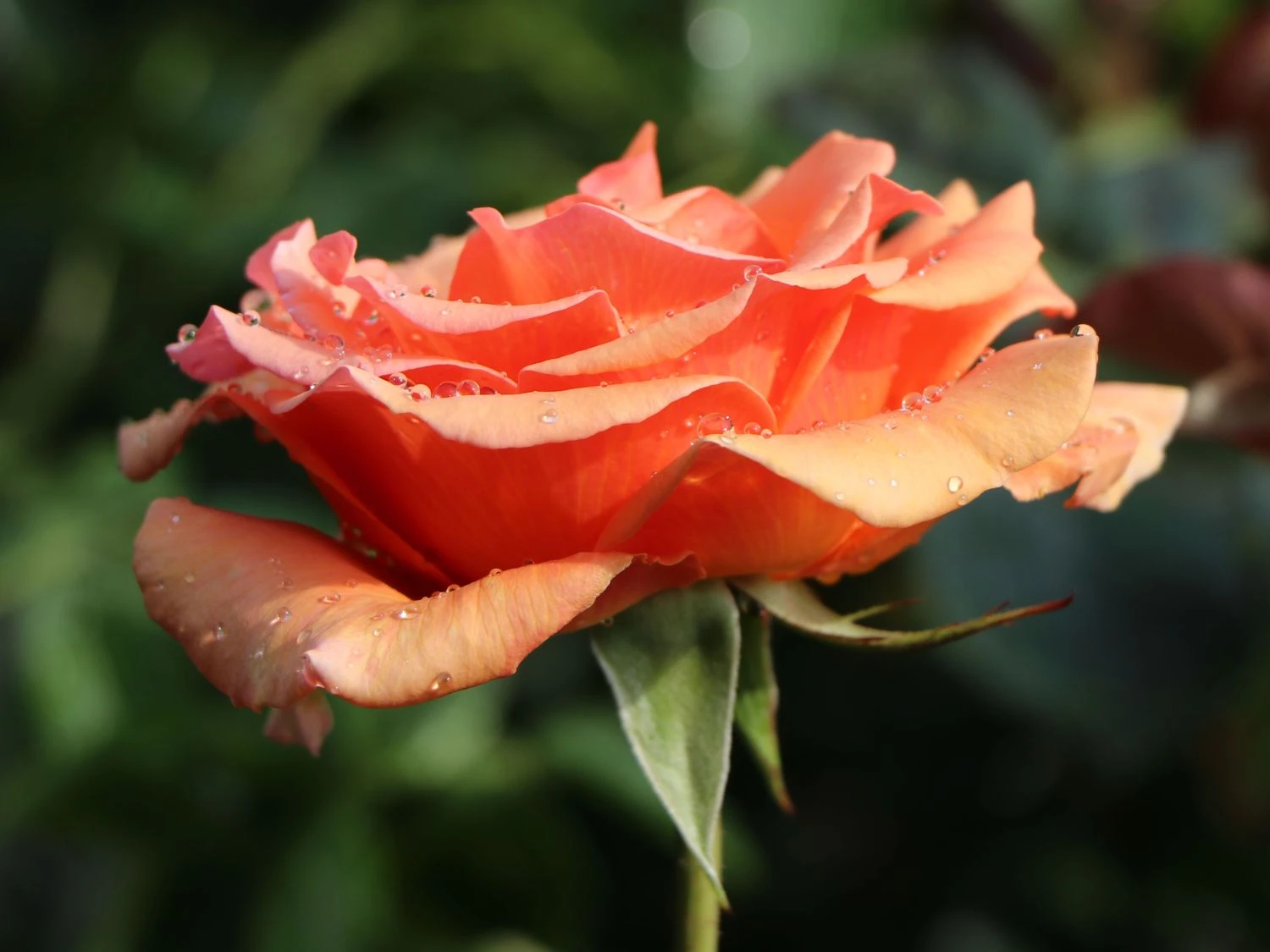 Edelrose 'Ashram' ® 13 Edelrose 'Ashram' ® – Bild 11