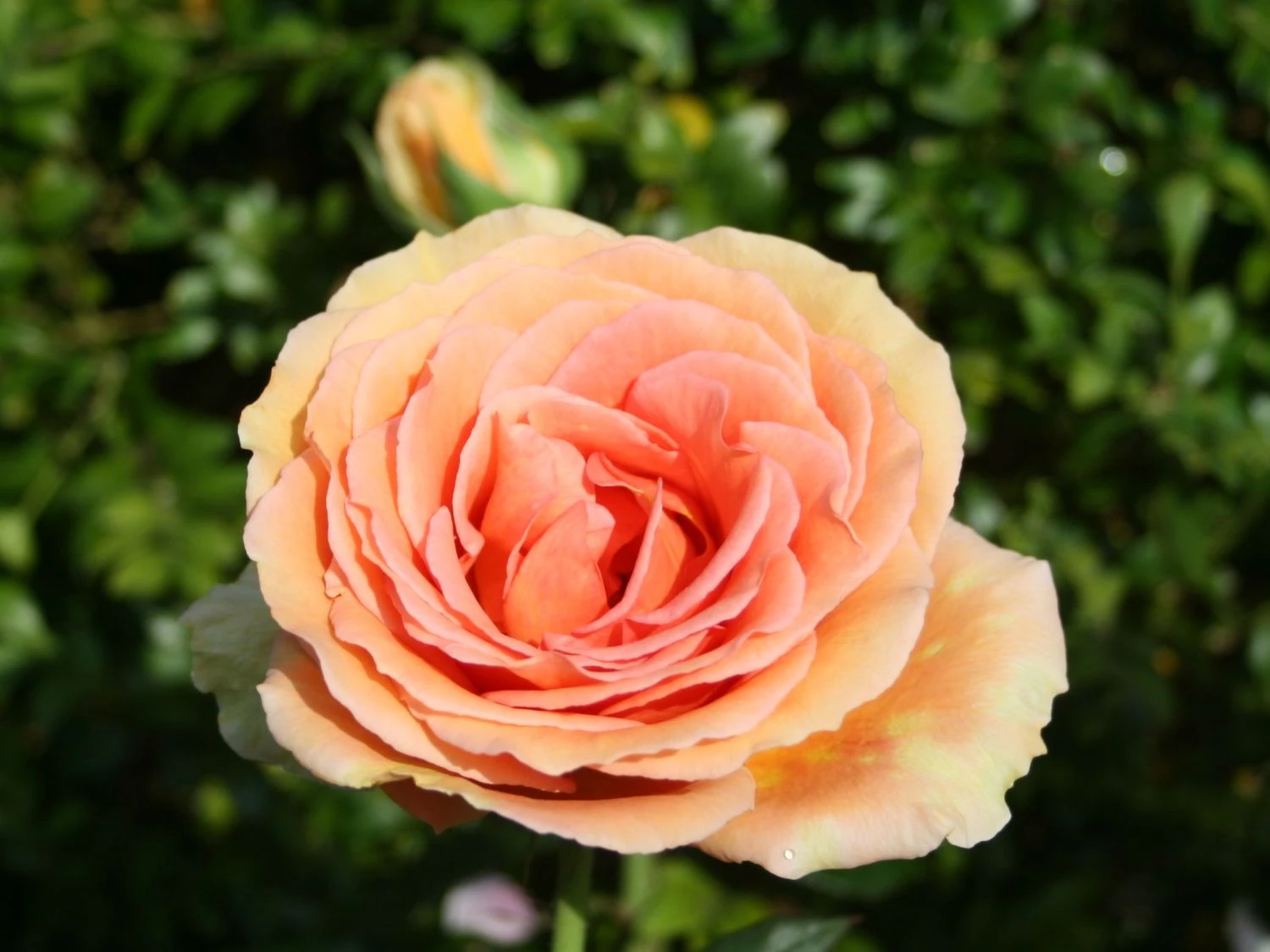 Edelrose 'Ashram' ® 4 Edelrose 'Ashram' ® – Bild 2