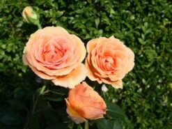 Edelrose 'Ashram' ® 22 Edelrose 'Ashram' ® -Angebote Blumen Takt Store edelrose ashram m005844 w 5