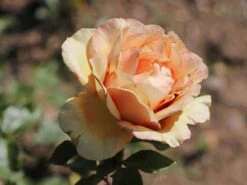 Edelrose 'Ashram' ® 26 Edelrose 'Ashram' ® -Angebote Blumen Takt Store edelrose ashram m005844 w 6