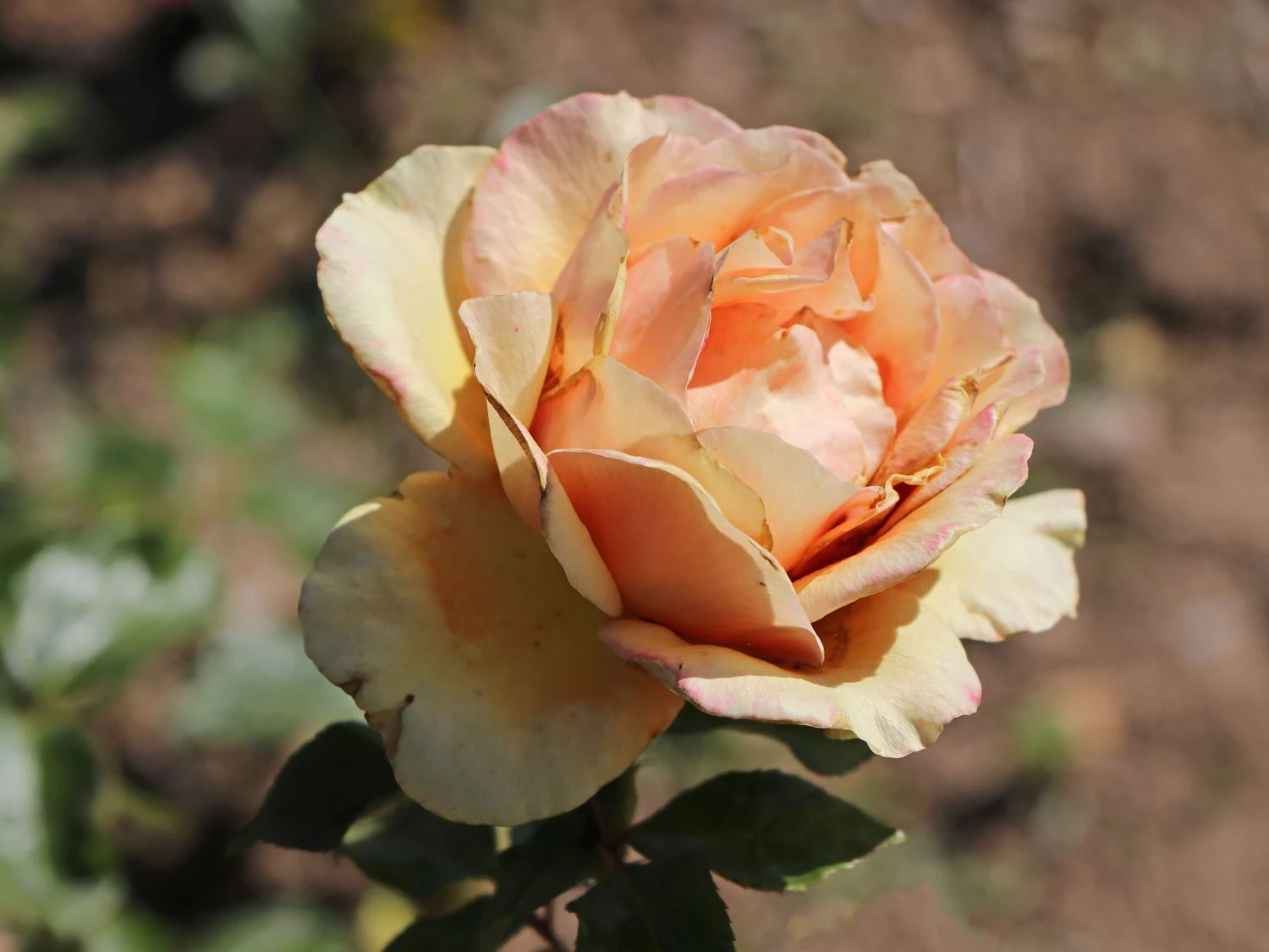 Edelrose 'Ashram' ® 9 Edelrose 'Ashram' ® – Bild 7