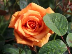 Edelrose 'Ashram' ® 28 Edelrose 'Ashram' ® -Angebote Blumen Takt Store edelrose ashram m005844 w 7