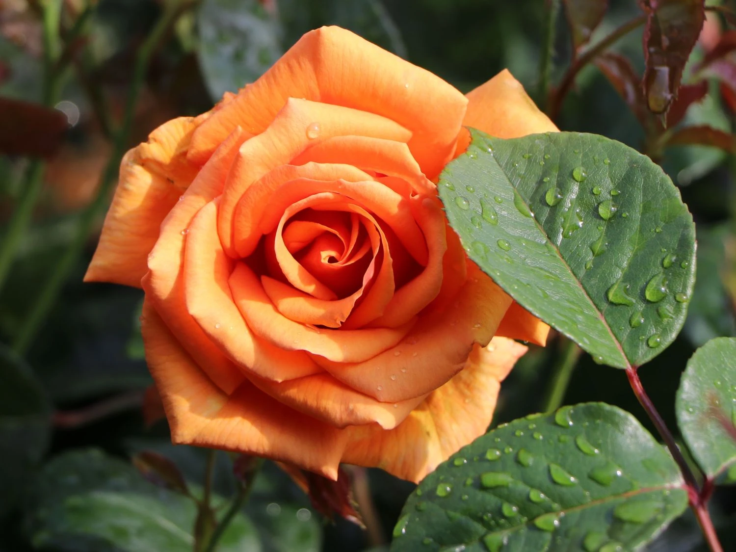 Edelrose 'Ashram' ® 11 Edelrose 'Ashram' ® – Bild 9