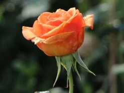 Edelrose 'Ashram' ® 23 Edelrose 'Ashram' ® -Angebote Blumen Takt Store edelrose ashram m005844 w 8