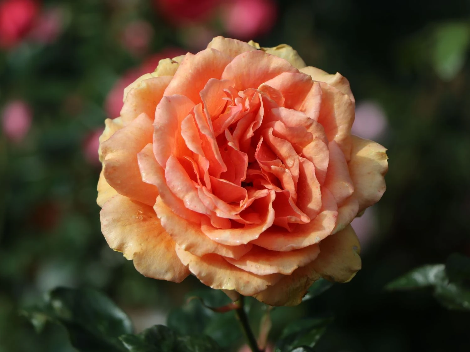 Edelrose 'Ashram' ® 7 Edelrose 'Ashram' ® – Bild 5