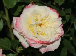 Edelrose 'Athena' ® -Angebote Blumen Takt Store edelrose athena m099202 w 3