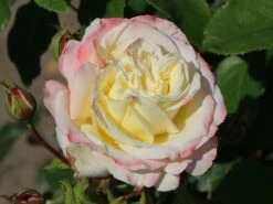Edelrose 'Athena' ® -Angebote Blumen Takt Store edelrose athena m099202 w 4