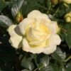 Edelrose 'Avec Amour' ®