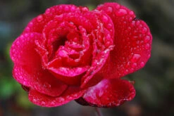 Edelrose 'Barkarole' -Angebote Blumen Takt Store edelrose barkarole m005854 490429 0