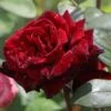Edelrose 'Barkarole' -Angebote Blumen Takt Store edelrose barkarole m005854 h 0