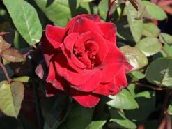 Edelrose 'Barkarole' -Angebote Blumen Takt Store edelrose barkarole m005854 w 0