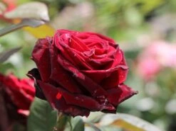 Edelrose 'Barkarole' -Angebote Blumen Takt Store edelrose barkarole m005854 w 1 1