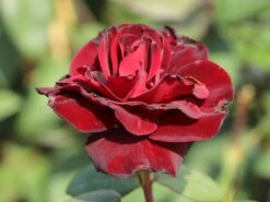 Edelrose 'Barkarole' -Angebote Blumen Takt Store edelrose barkarole m005854 w 1