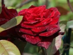 Edelrose 'Barkarole' -Angebote Blumen Takt Store edelrose barkarole m005854 w 2 1