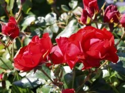 Edelrose 'Barkarole' -Angebote Blumen Takt Store edelrose barkarole m005854 w 3