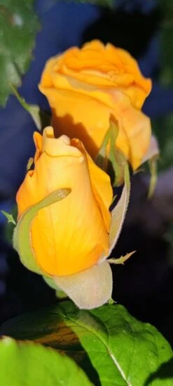 Edelrose 'Berolina' ® 17 Edelrose 'Berolina' ® -Angebote Blumen Takt Store edelrose berolina m005968 1385065 2