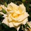 Edelrose 'Berolina' ® 1 Edelrose 'Berolina' ® -Angebote Blumen Takt Store edelrose berolina m005968 h 0