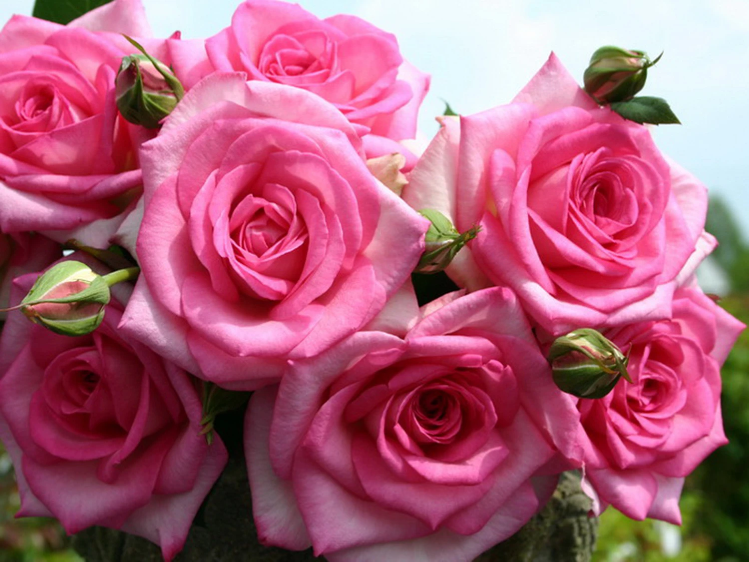 Edelrose 'Beverly' ® 3 Edelrose 'Beverly' ®