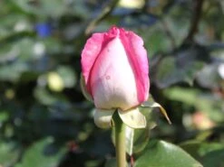 Edelrose 'Beverly' ® 22 Edelrose 'Beverly' ® -Angebote Blumen Takt Store edelrose beverly m046248 w 1