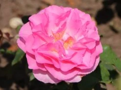 Edelrose 'Beverly' ® 18 Edelrose 'Beverly' ® -Angebote Blumen Takt Store edelrose beverly m046248 w 10