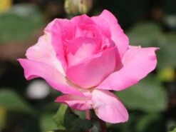 Edelrose 'Beverly' ® 16 Edelrose 'Beverly' ® -Angebote Blumen Takt Store edelrose beverly m046248 w 11