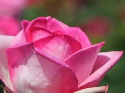 Edelrose 'Beverly' ® 20 Edelrose 'Beverly' ® -Angebote Blumen Takt Store edelrose beverly m046248 w 2