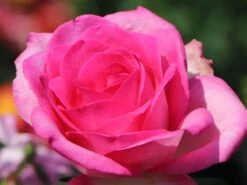 Edelrose 'Beverly' ® 19 Edelrose 'Beverly' ® -Angebote Blumen Takt Store edelrose beverly m046248 w 4