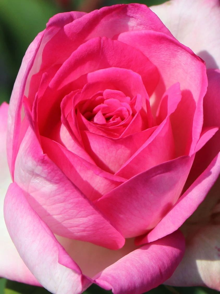 Edelrose 'Beverly' ® 13 Edelrose 'Beverly' ® – Bild 11