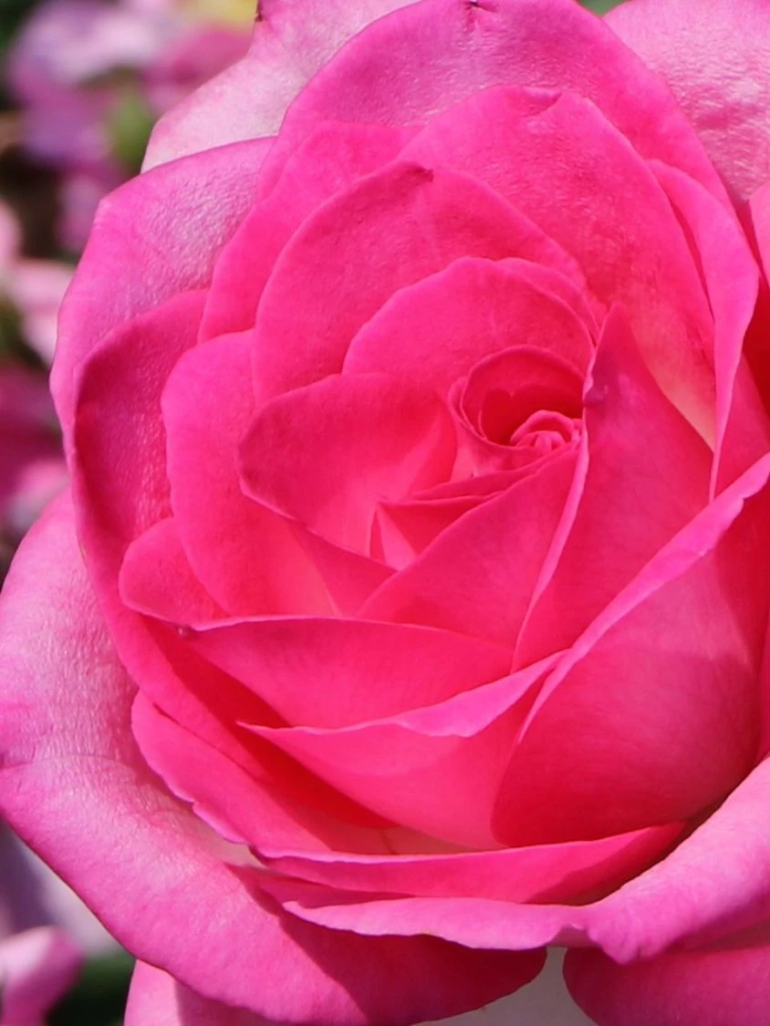 Edelrose 'Beverly' ® 11 Edelrose 'Beverly' ® – Bild 9