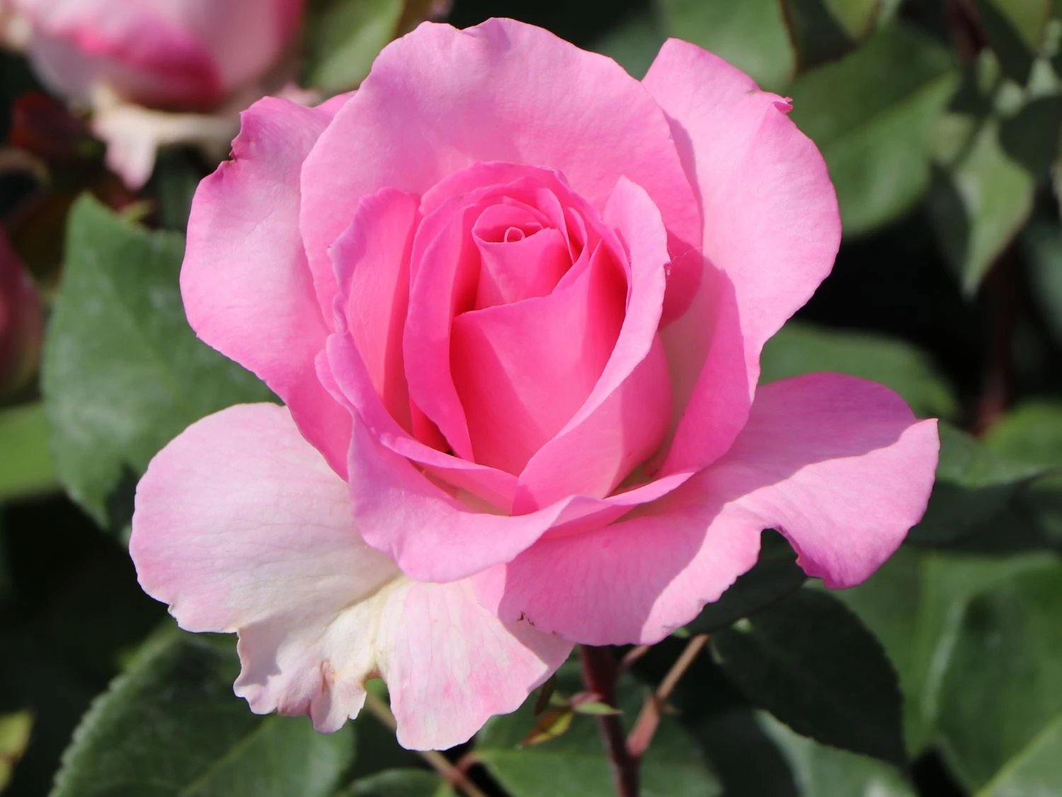 Edelrose 'Beverly' ® 4 Edelrose 'Beverly' ® – Bild 2