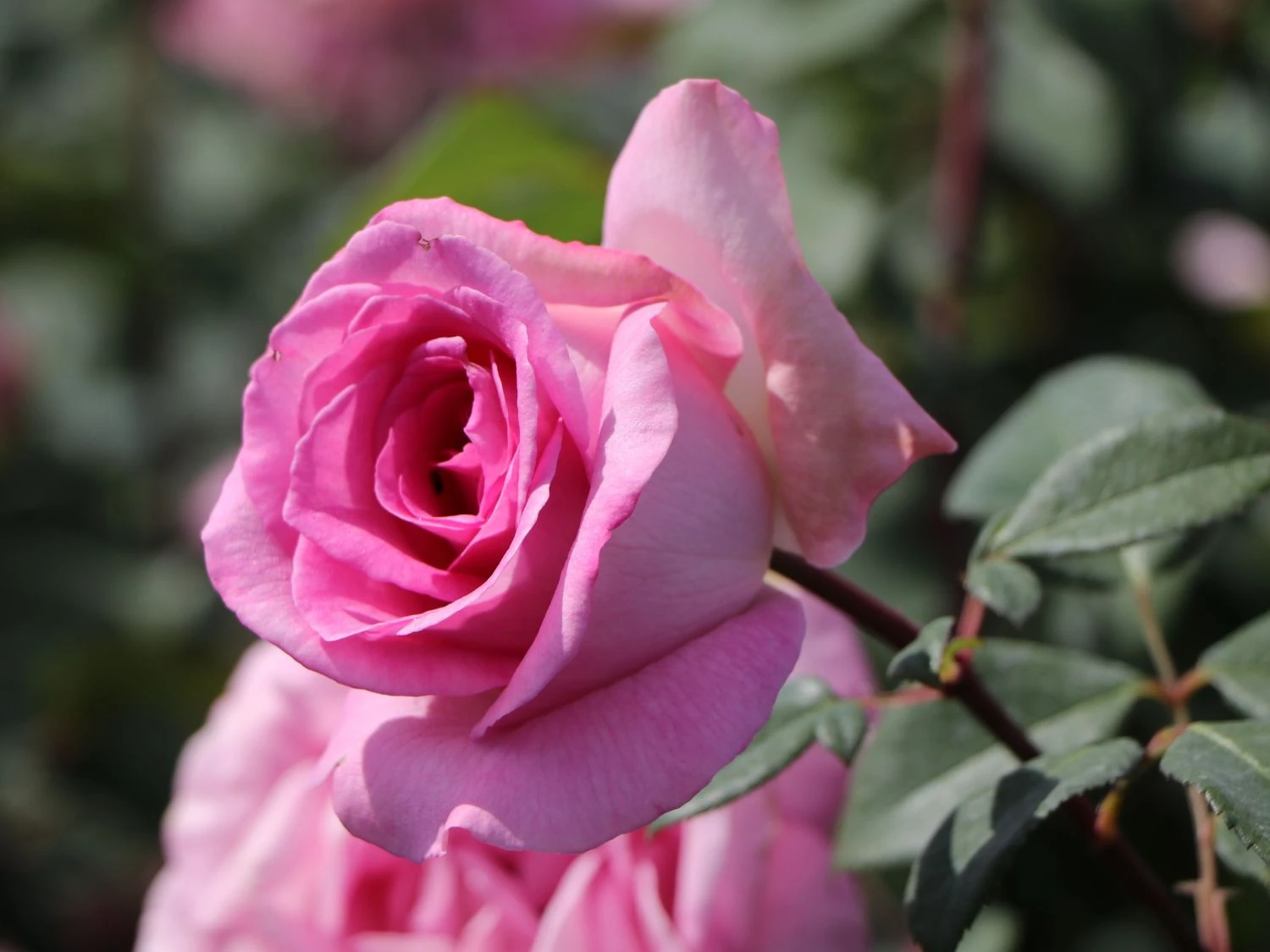 Edelrose 'Beverly' ® 7 Edelrose 'Beverly' ® – Bild 5