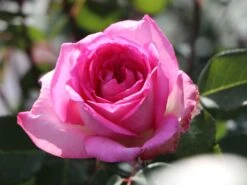 Edelrose 'Beverly' ® 15 Edelrose 'Beverly' ® -Angebote Blumen Takt Store edelrose beverly m046248 w 9