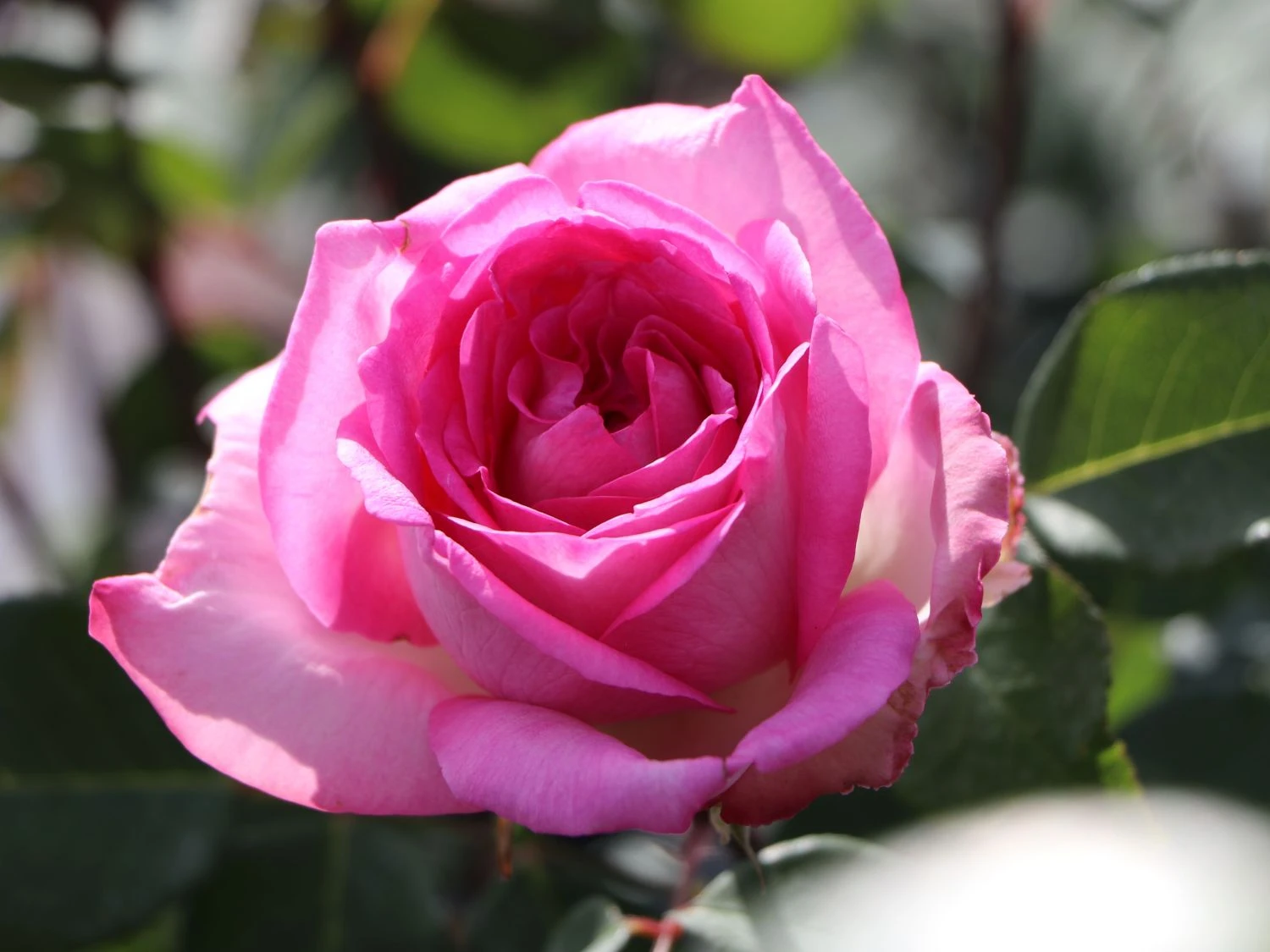 Edelrose 'Beverly' ® 5 Edelrose 'Beverly' ® – Bild 3