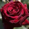 Edelrose 'Black Baccara'