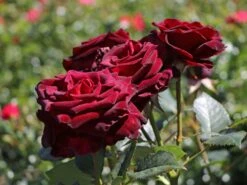 Edelrose 'Black Baccara' -Angebote Blumen Takt Store edelrose black baccara m069625 w 0